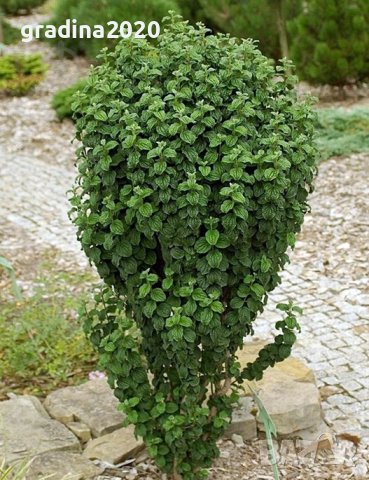 Дрян Компреса