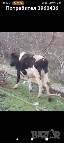 продавам крава, снимка 2 - Крави - 52878915