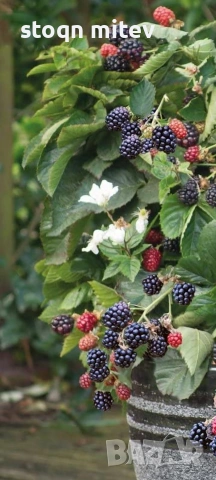 разсад ягоди малиби и капини, снимка 4 - Сортови семена и луковици - 53750922