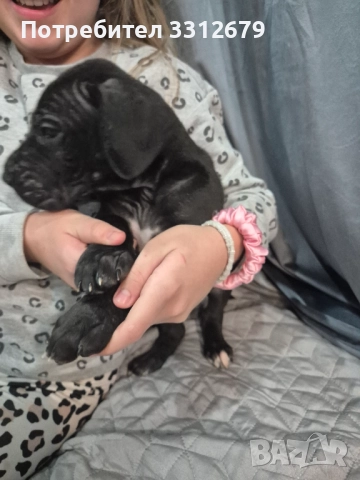 Немски дог - бебета, снимка 4 - Немски дог - 52621505