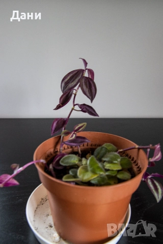 🌸 Африканска теменужка с розов цвят + Традесканция Зебрина – 2 растения в 1 саксия 🌿, снимка 2 - Стайни растения - 52060798