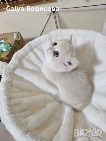 Родословни Британски котета  промоционолна цена за 8 март, деня на жената!, снимка 10 - Британска късокосместа - 53502654