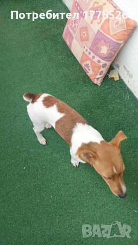 Джак Ръсел Териер, снимка 2 - Джак ръсел териер - 51953290