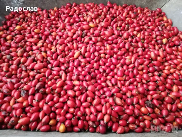 Шипки пресни плод,билки,витамини, чай, снимка 2 - Хранителни добавки - 47523454