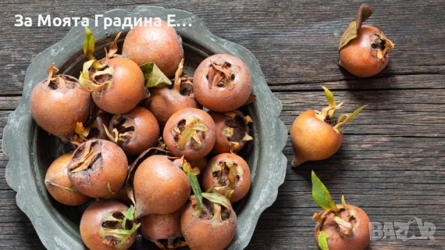 Мушмула , снимка 2 - Градински цветя и растения - 53620551