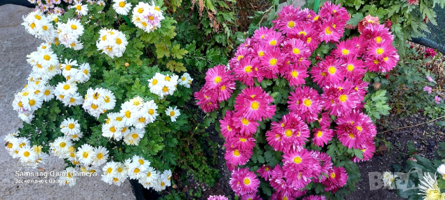 Продавам различни видове хризантеми , снимка 12 - Градински цветя и растения - 44752282