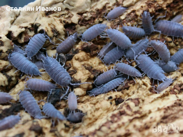 Изоподи, мокрици (Trichorhina tomentosa и Porcellionides pruinosus), снимка 2 - Други - 48425663