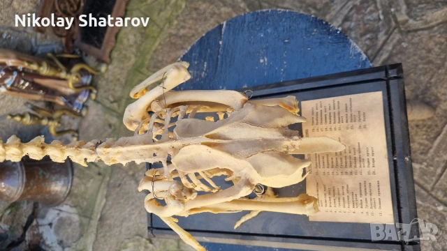Стар анатомичен модел , снимка 4 - Антикварни и старинни предмети - 53830106