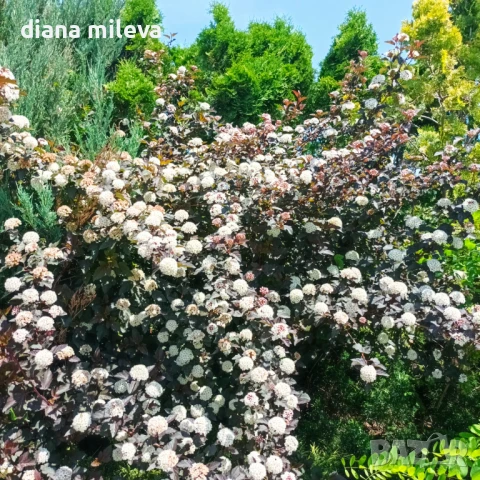 Физокарпус Диабло, Physocarpus Opulifolius Diablo, снимка 8 - Градински цветя и растения - 45688473