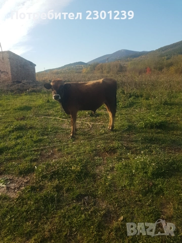 Мъжко теле чисто Жарсе, снимка 4 - Крави - 52079500