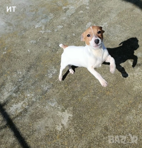 Джак Ръсели на 3месеца