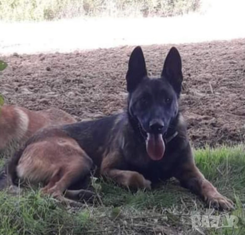 Белгийски овчарки-малиноа , снимка 11 - Белгийска овчарка - 51852914