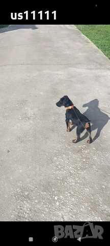 елитен ягдтериер с родословие 4 месеца , снимка 4 - Ягдтериер - 53757461