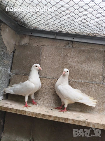 Гълъби порода Бенкалии (бемкалии, карабелии), снимка 14 - Гълъби - 52410859