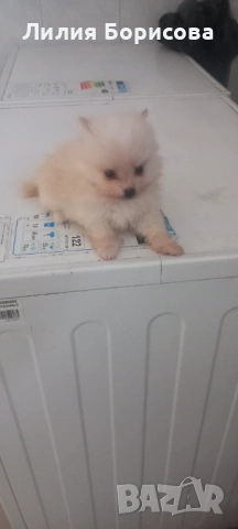 Продавам Мини померани , снимка 5 - Померан - 53826947