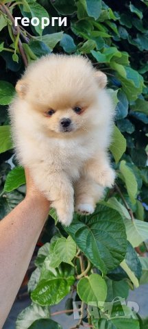 Померан померанче