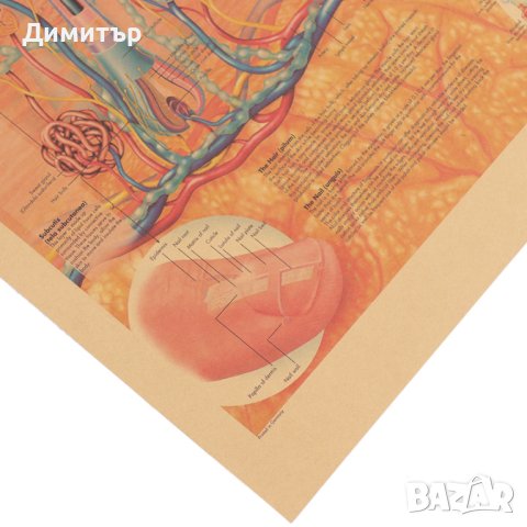 Постер Плакат постери 42/29см. кожа, снимка 2 - Декорация за дома - 41188968