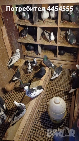 Гълъби 30 броя, снимка 13 - Гълъби - 52369901