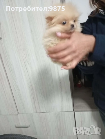 Продавам померан, снимка 4 - Померан - 53219514