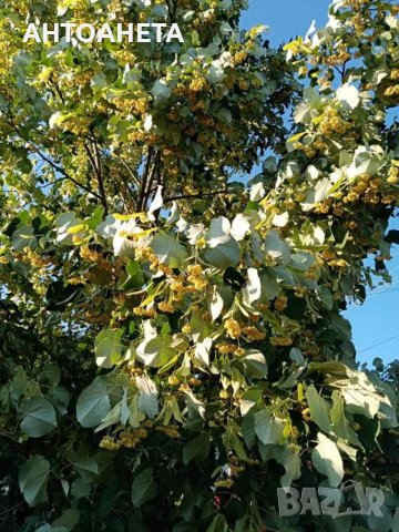 Предлагам билки, снимка 1