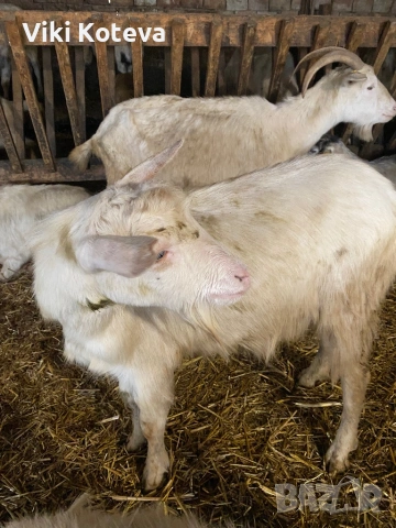 Продавам младо пръчле за дамазлък порода ББМ