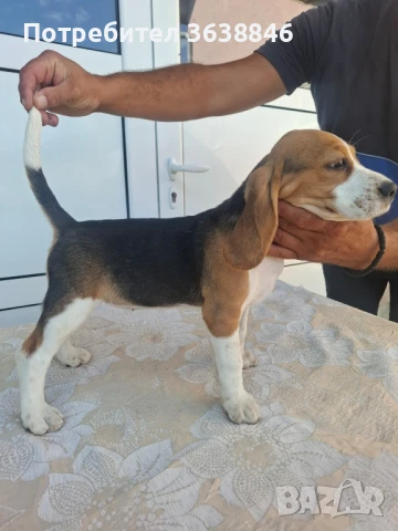 Бигъл, снимка 6 - Бигъл - 51015013