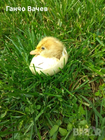 яйца за люпене 