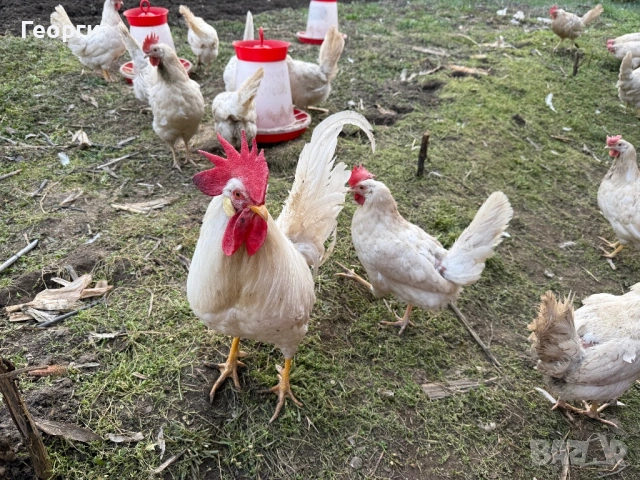 Оплодени яйца бял Легхорн , снимка 2 - Кокошки и пуйки - 50212442