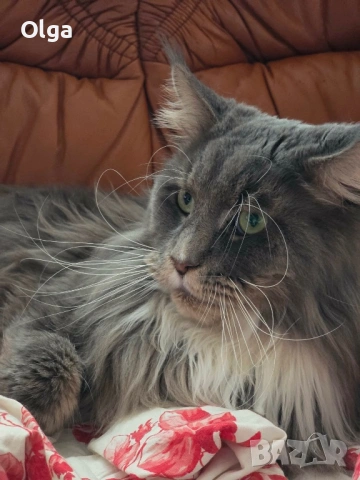 Мъжко котенце от породата Мейн Куун, снимка 4 - Мейн кун - 53637287