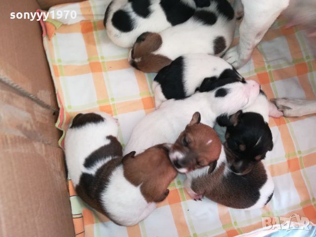 ДЖАКЧЕ СЛАДКО БОНБОНЧЕ 0303221618, снимка 5 - Джак ръсел териер - 35981375