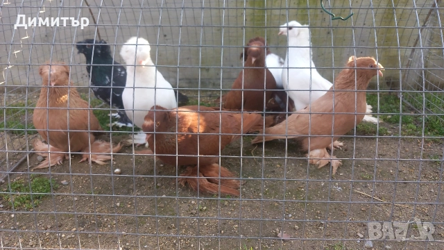 Продавам гълъби , снимка 3 - Гълъби - 50425241