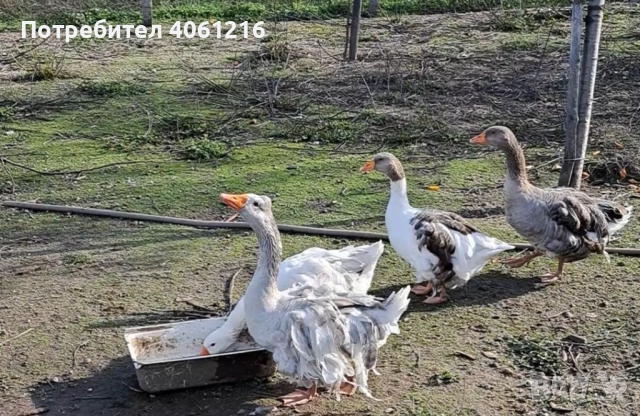 Къдрави гъски , снимка 5 - Патици и гъски - 52627779