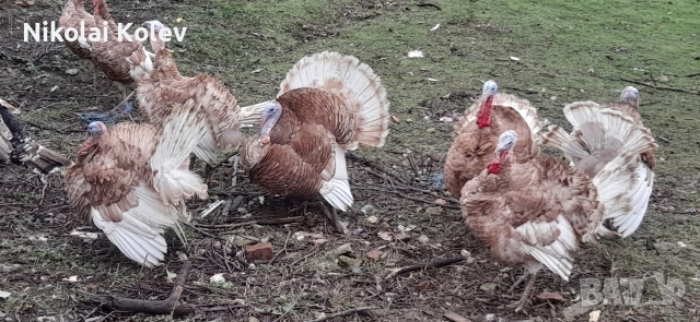 Продавам домашни био пуйки