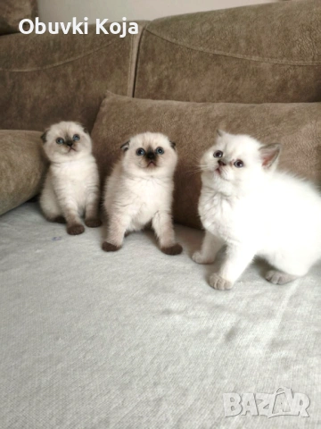 Не са красиви те просто са уникални 