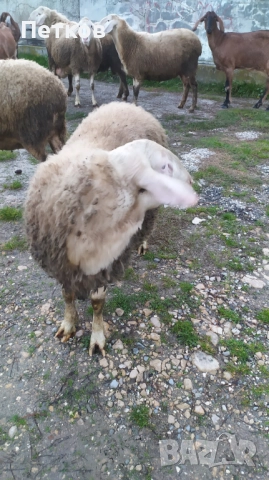 Коч  Асаф , снимка 2 - Овце - 52850890