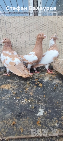 Гълъби 100% Мюлеманс жълти. , снимка 5 - Гълъби - 30275230