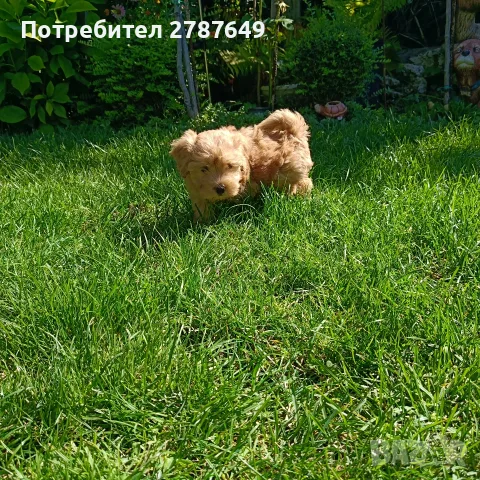 Малтипу момичета, снимка 5 - Пудели - 56056116
