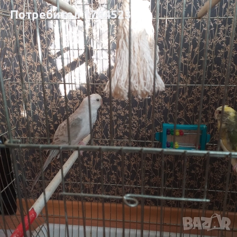 Млади пойни папагали.