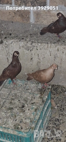 Продавам будапещенски, снимка 5 - Гълъби - 53373198