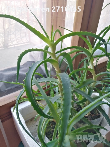 Лечебно Алое Вера, снимка 10 - Стайни растения - 37624538
