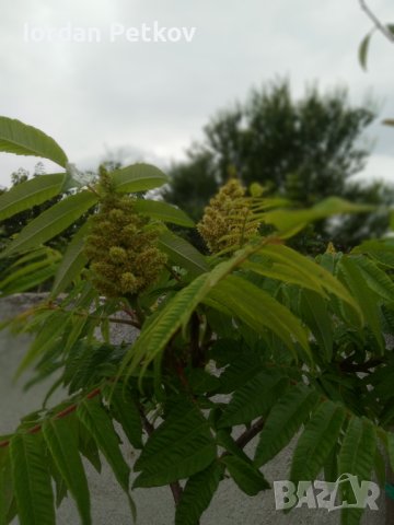 Рустифина дърво , снимка 2 - Разсади - 39458529