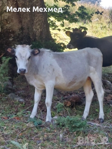 крави телета юници , снимка 6 - Крави - 51296848