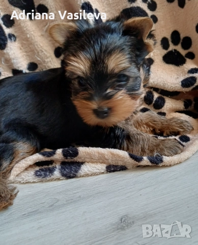 Йоркширски териер