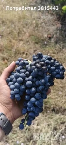 Винено грозде от производител