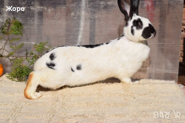 Зайци за разплод, снимка 5 - Други животни - 53611714