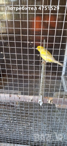 Мъжки Канари Орфей 2025г.