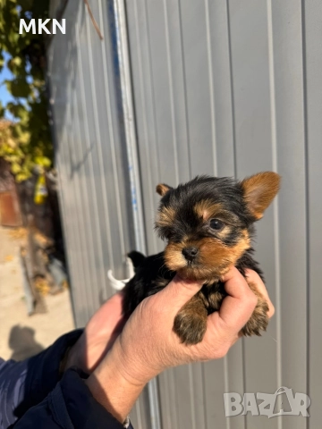 Йоркширски териер йорки 