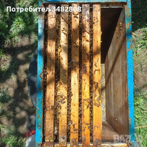 Пчелни семейства и пчелни отводки ДБ, снимка 3 - За пчели - 52539841