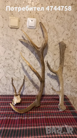 Трпфейни рога❗️