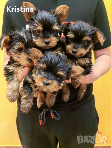 Йорки йоркширски териер, снимка 9 - Йоркширски териер - 39758358
